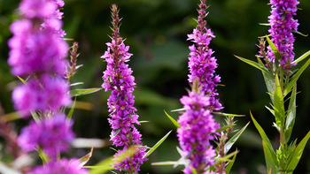 Pink Loosestrife This nature photograph shows vibrant pink loosestrife flowers in full bloom. The image features multiple tall flower spikes with dense clusters of lavender-colored petals set against green foliage. Bees can be seen visiting the flowers, contributing to the active atmosphere among the plants. The photograph was taken outdoors during the late morning in the summer season, with sunlight highlighting the colors and detail of each spike. The focus on flowers, plants, and pollinators makes this a representative example of botanical and nature photography.